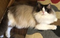 Available Ragdoll kittens for sale Patton PA