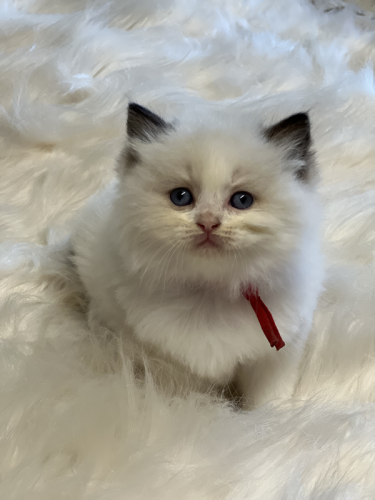 Available Ragdoll kittens for sale Patton PA